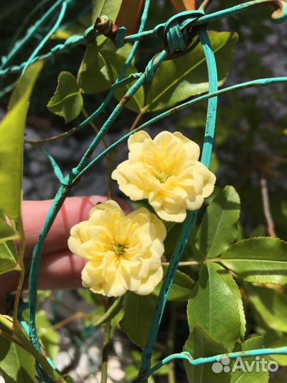 Роза плетистая