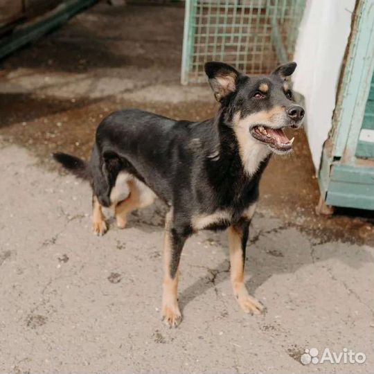 Пёсик из приюта без лапки в добрые руки
