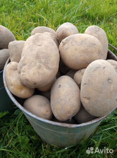 Продам картофель