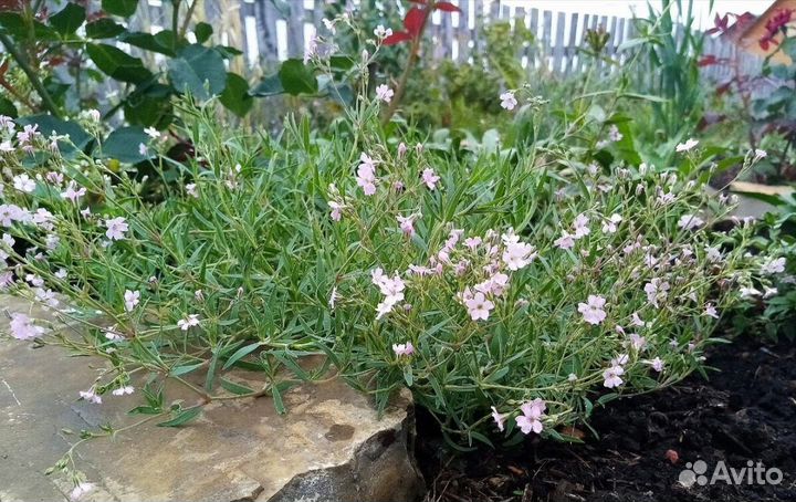 Гипсофила ползучая розовая