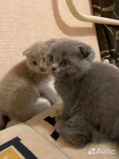 Шотландские вислоухие котята