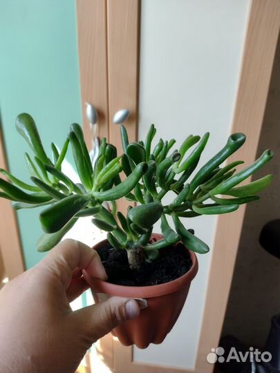 Комнатные растения