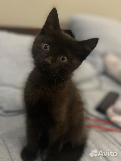 Шикарные котята
