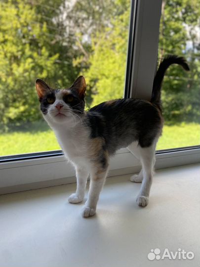 Кошка