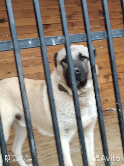 Вязка турецкий кангал