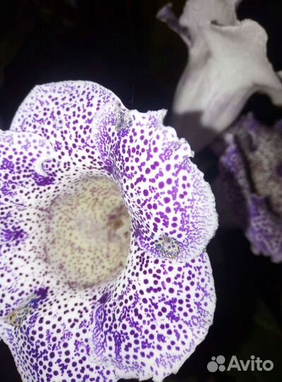 Цветы глоксиния