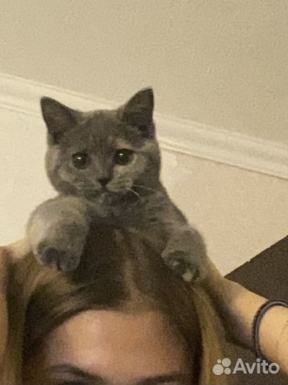 Шатланские котята