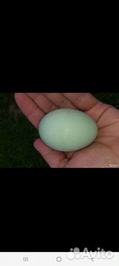 Яйцо инкубационное ухейилюй