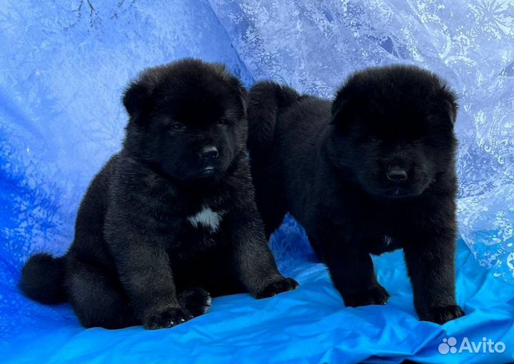 Щенки Американской Акиты