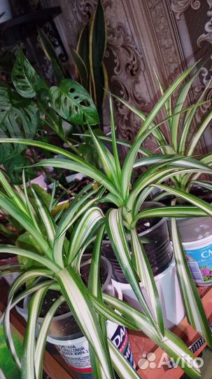 Хлорофитум полосатый,фильтр/очиститель воздуха