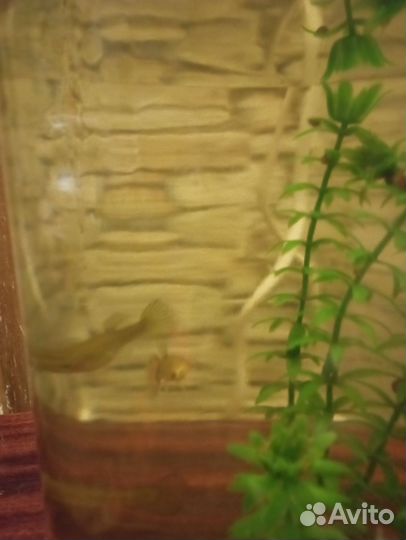 Аквариумные рыбки гуппи