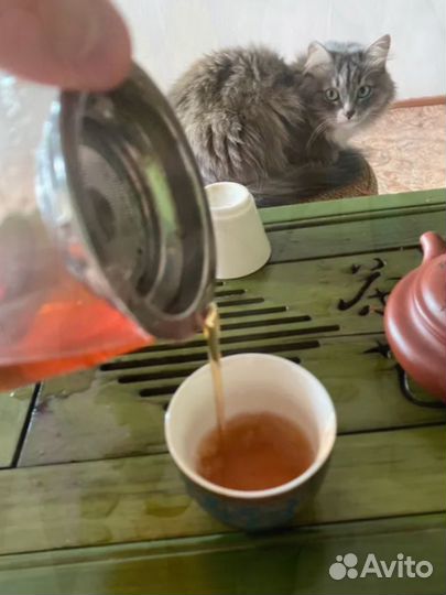 Чай от хмурой морды