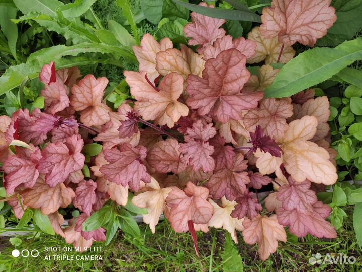 Гейхеры, медуница, брунера