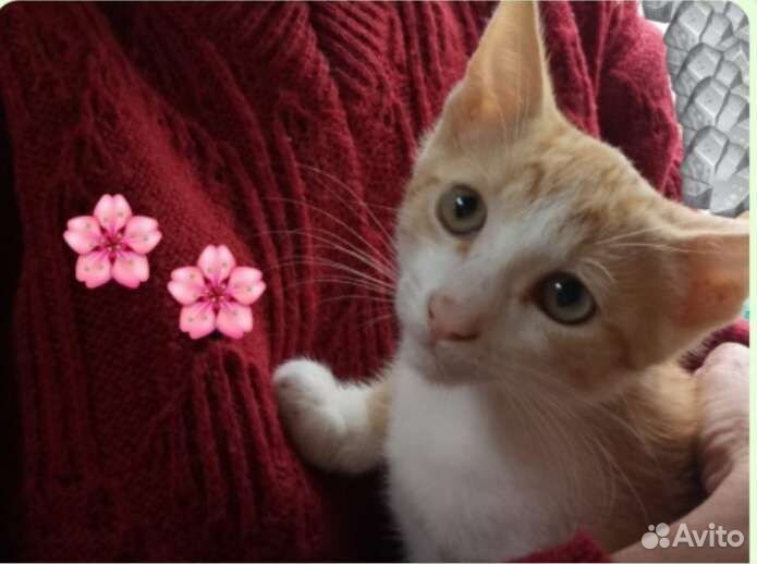 Милые котятки2.3мес.в добрые руки