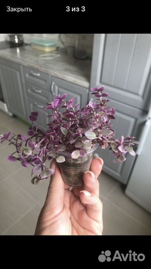 Каллизия розовая в кашпо