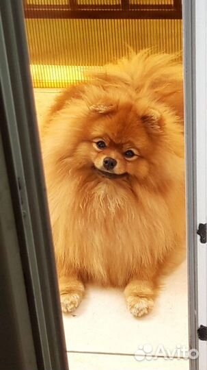 Ищем подружку для вязки