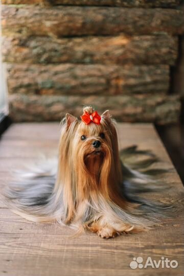 Кобель Йорк.Открыт для вязок.Щенки к брони