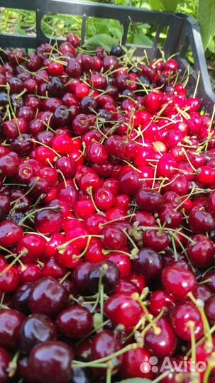 Черешня оптом и можно договорится в цене