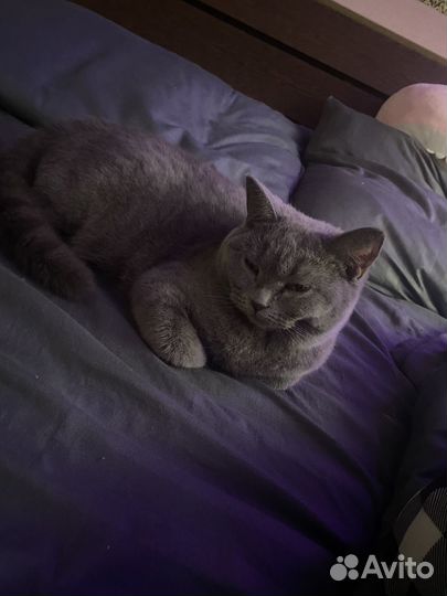 Британская