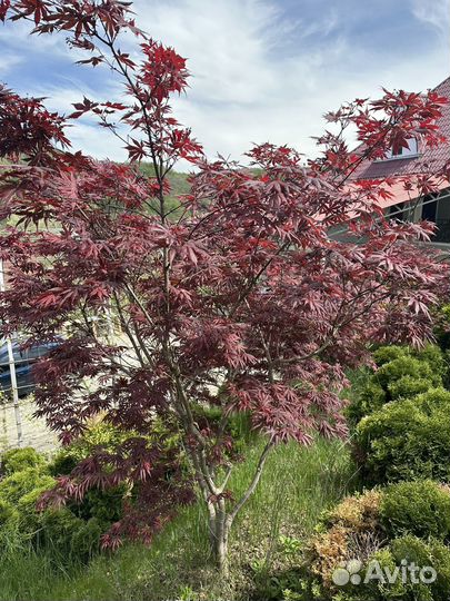 Красный клен