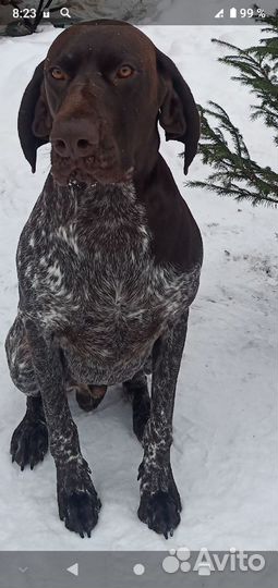 Вязка курцхаара