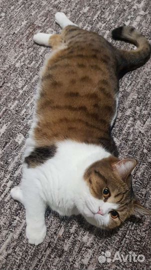 Шотландская кошка