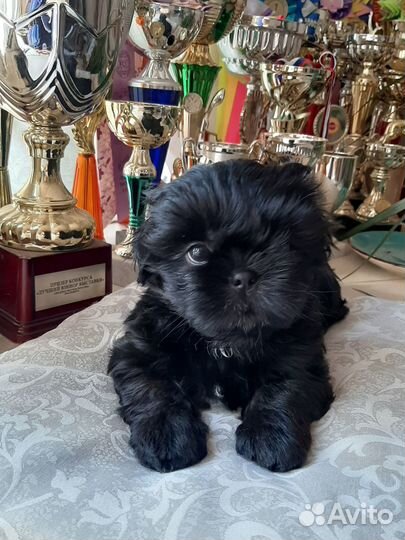 Шитцу мальчики