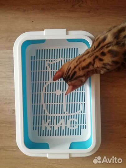 Лоток для кошек