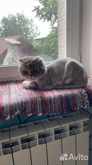 Кот хайленд фолд