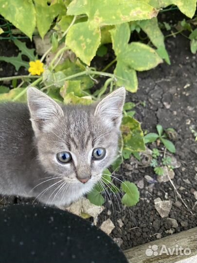 Отдам котенка в добрые руки