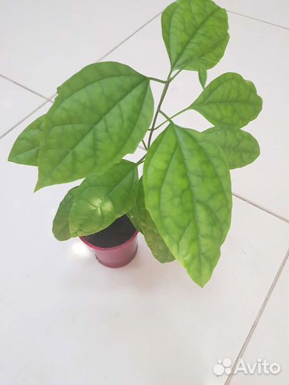 Клеродендрум Томпсона