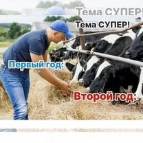 Животноводческое агентство в городе, Душанбе