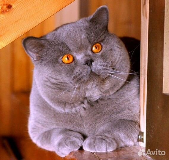 Настоящие британцы с родословной