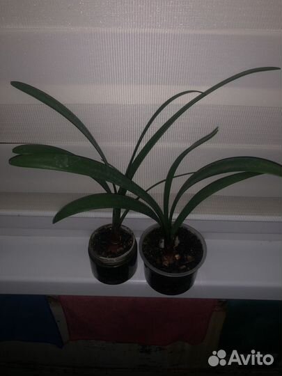 Валотта луковка