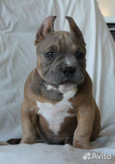 Американский Булли Щенки