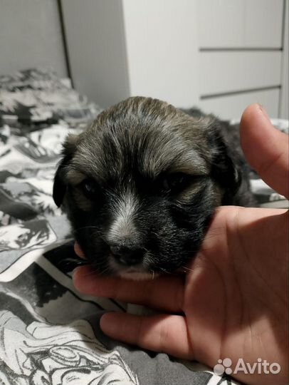 Собака в добрые руки щенок, девочка. Дворняга