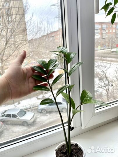 Замиокулькас