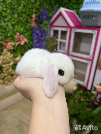 Декоративные кролики