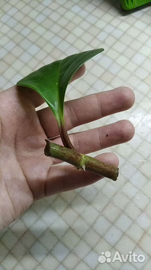 Пеперомия туполистная