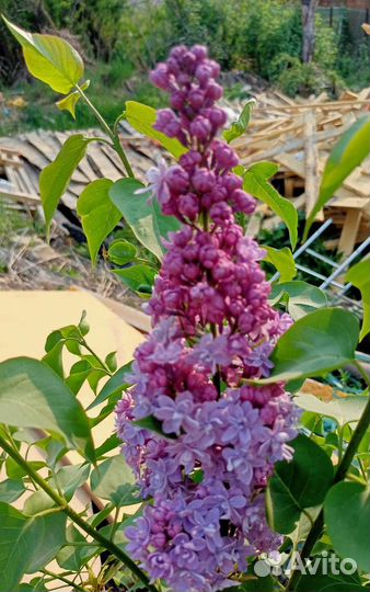 Сирень махровая и розовая. Мята