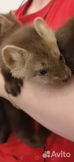 Ручные соболя. Резерв