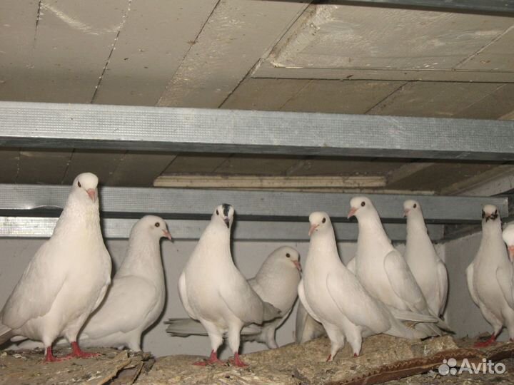 Голубь бакинцы