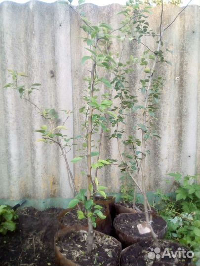 Саженцы груши