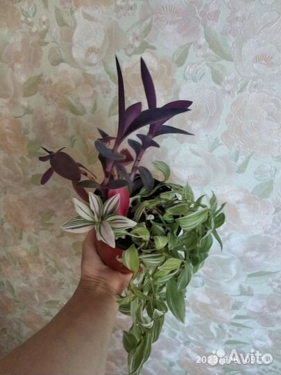 Традесканция 4 вида