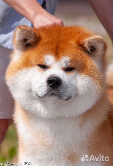 Продается девочка Акита-ину