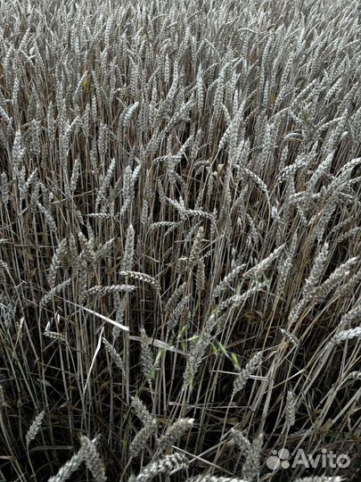 Пшеница 2024 года