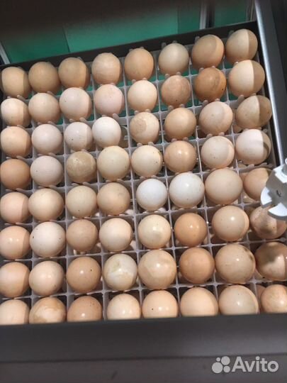 Цыплята австролорпа и кучинской юбилейной