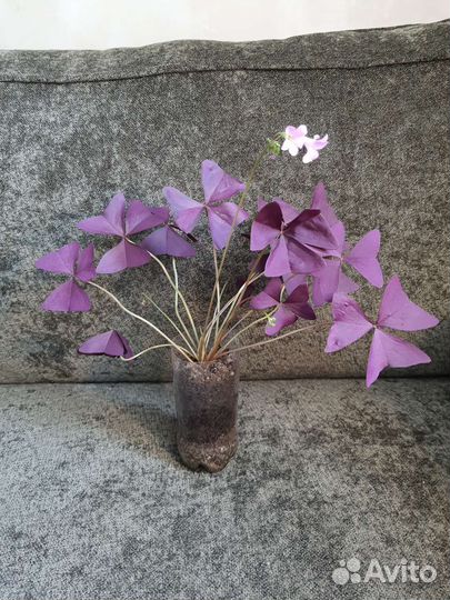 Кислица оксалис букет