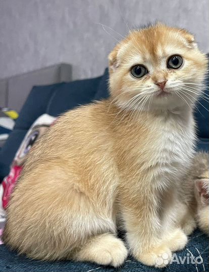 Шотландские котята золотая шиншилла