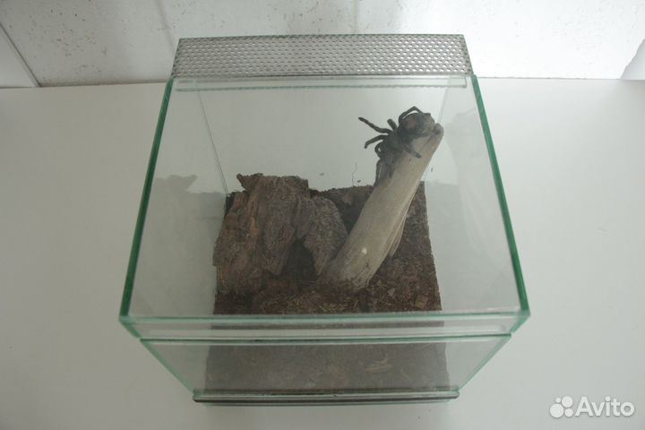 Паук птицеед Grammostola pulchra (самка L11)